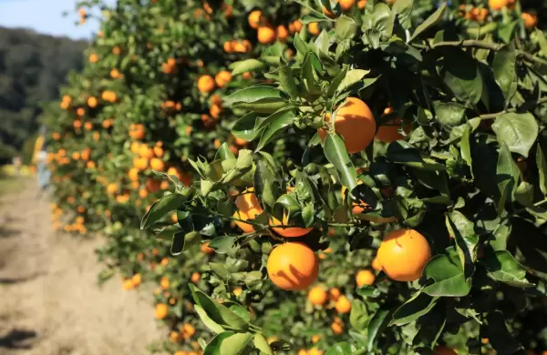 ¿Cómo es el acuerdo entre Ledesma y Coca-Colá