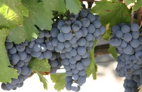 El mejor Malbec es argentino