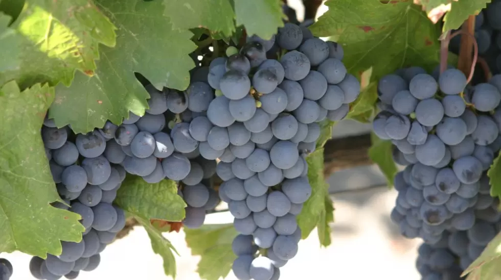 Malbec_grapes