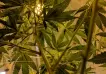 El cannabis a la conquista del campo