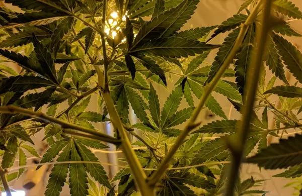 El cannabis a la conquista del campo