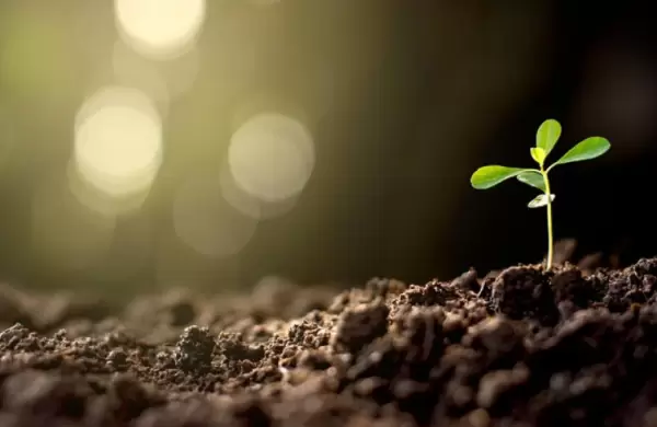 ¿Cuáles serán los primeros brotes verdes en la economía 2020?