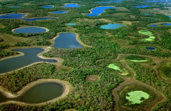 El Pantanal, una biodiversidad propia de la selva africana