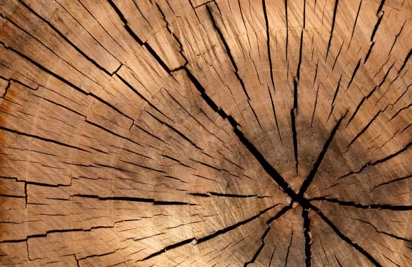 Los Madereros piden créditos blandos, moratoria fiscal y fortalecer el consumo