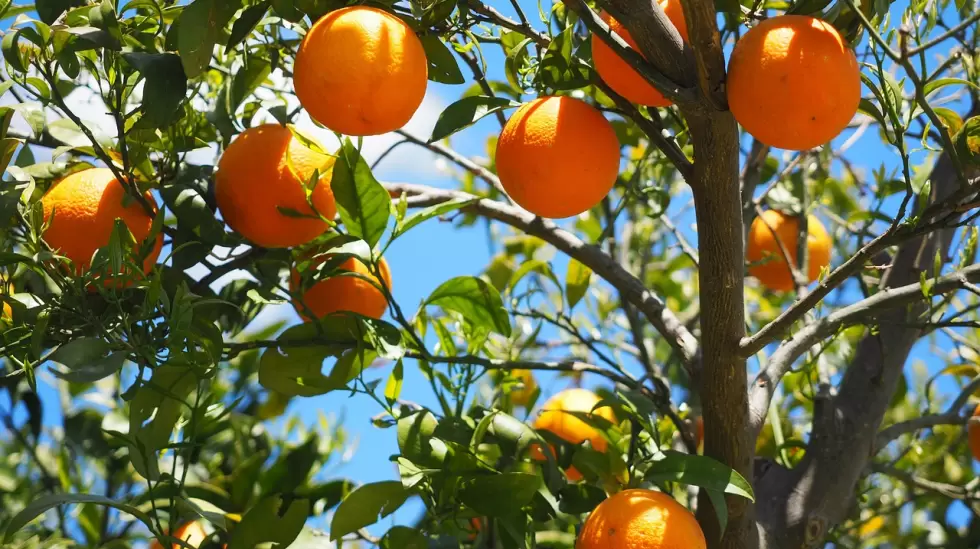 oranges-1117628_1280