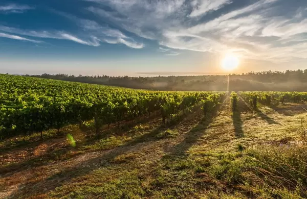 Así espera salir de la crisis el sector vitivinícola