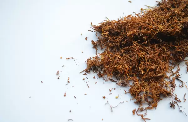 A contramano del mundo, en Jujuy subsidian a los pequeños productores de tabaco