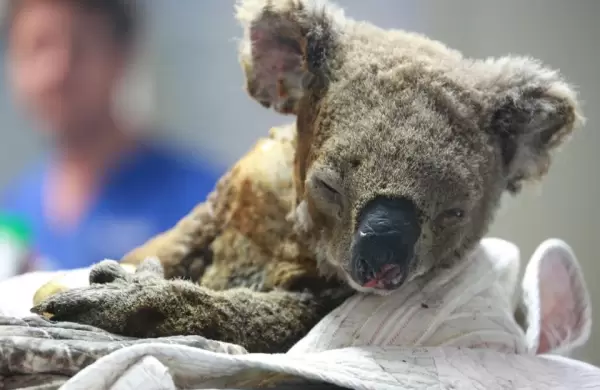Los incendios en Australia pueden haber dejado a los koalas al borde de la extinción