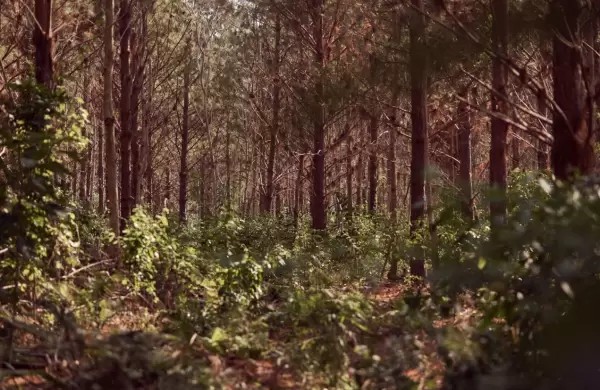 Santo Domingo, el proyecto forestal de Novartis que compensa las emisiones anuales de 140 mil autos