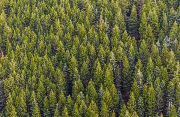 Cómo funciona el primer fideicomiso forestal que rinde 7% anual en dólares