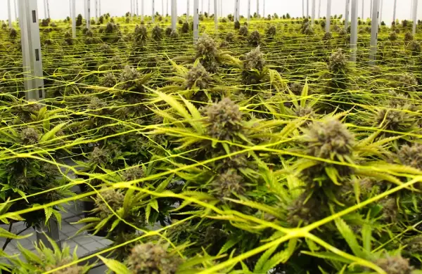 Canopy: la compaa cannbica canadiense que desembarc en el pas para derribar mitos