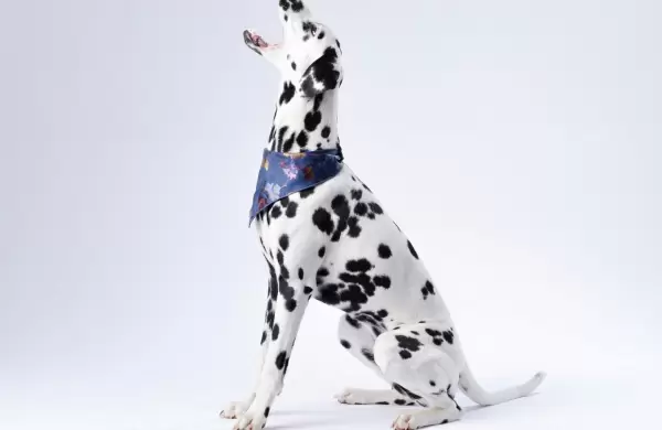 Más amigo que nunca