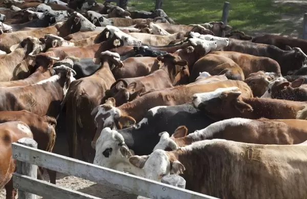 La ganadería recupera precios y se consolida como opción de inversión en la incertidumbre