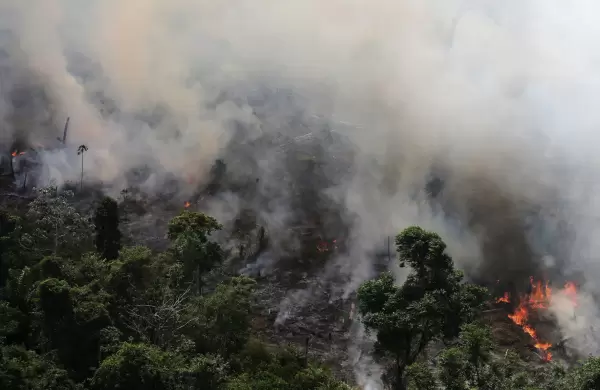 Pandemia y ambiente: ¿el coronavirus es una consecuencia de la destrucción de ecosistemas?