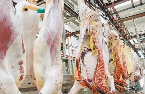 ¿Repunte ganaderó La recuperación de China ya empieza a mostrar signos positivos para la carne argentina
