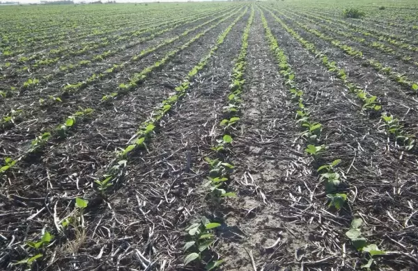 Cosecha en alerta: ya se esperan 3,5 toneladas de soja menos por la sequía