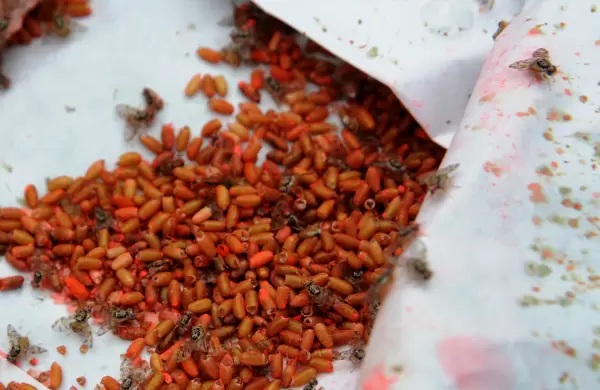 Por qué Mendoza exportará 440 millones de moscas a Marruecos