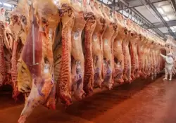 Carne: creci la exportacin pero cayeron los precios