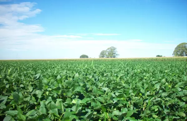 Recortan estimación de producción de soja en zona núcleo y solo se cosechará el 20% de lo previsto