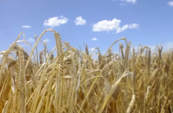 La Bolsa de Cereales busca profundizar el intercambio con China