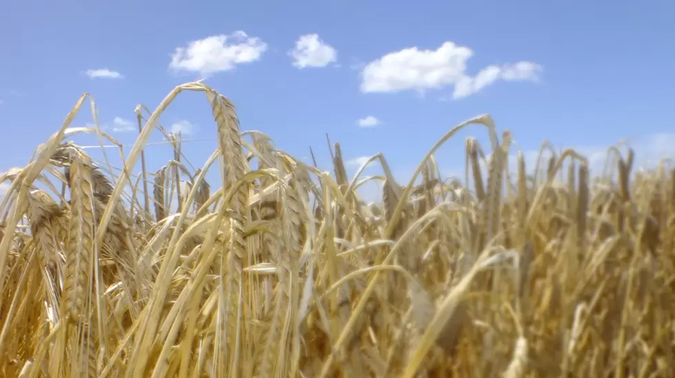 imagen-campo-cebada-cosecha