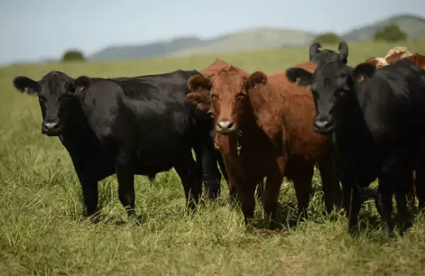 Los productores ganaderos se refugian en los terneros, que en los ltimos remates rindieron 10,32% en dlares