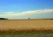 La temible “manga” de langostas que cruza el norte de Santa Fe pone en alerta a la campaña de trigo