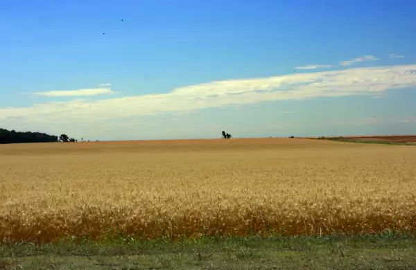 La temible manga de langostas que cruza el norte de Santa Fe pone en alerta a la campaa de trigo