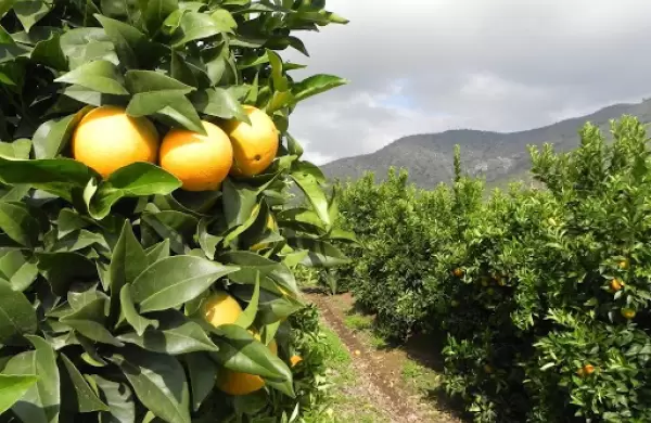Entusiasmo en el sector citrcola por la apertura del mercado chino a los limones tucumanos