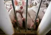 Nuevo virus porcino en China: 7 razones por las cuales puede convertirse en pandemia