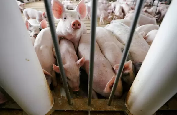 Nuevo virus porcino en China: 7 razones por las cuales puede convertirse en pandemia
