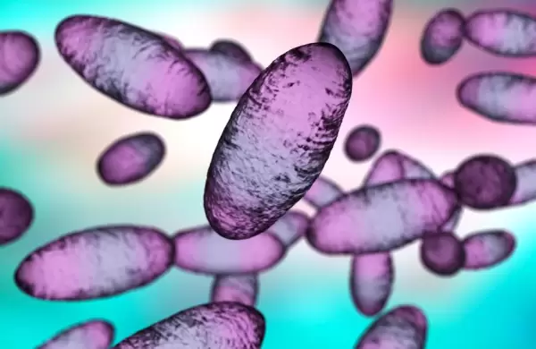 Reapareci la peste bubnica en Mongolia pero no hay por qu preocuparse