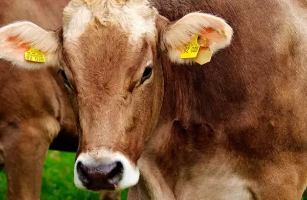 Burger King afirma que reduce en un 33% los gases de sus vacas pero cientficos dicen que es "engaoso"