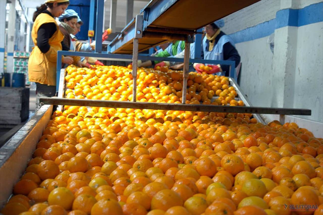 Завод апельсинов. Испания апельсины. Апельсины экспорт. Мандарины Испания. Урожайность апельсинов