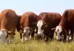 Crean la cripto-ganadería: una moneda digital para invertir en vacas
