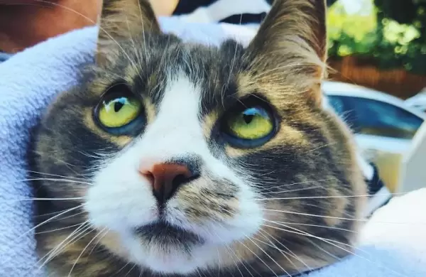 Día Internacional del Gato: enigmas, amores y negocios alrededor de la mascota que saldrá fortalecida de la pandemia