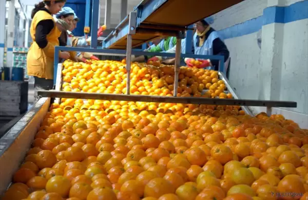 Por una plaga mundial, se abre una gran oportunidad para que la Argentina exporte más cítricos