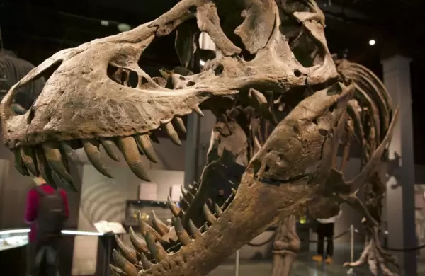 Uno de los esqueletos de T-Rex ms conocidos del mundo podra venderse por US$ 8 millones el prximo mes
