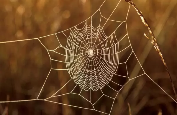 Cmo hacer las paces con sus contraseas de Internet