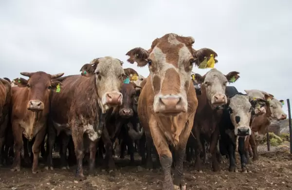 BitCow: nace la primera moneda virtual enfocada en la actividad ganadera