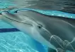 Fabrican un delfín robot que podría reemplazar a los reales en los parques acuáticos
