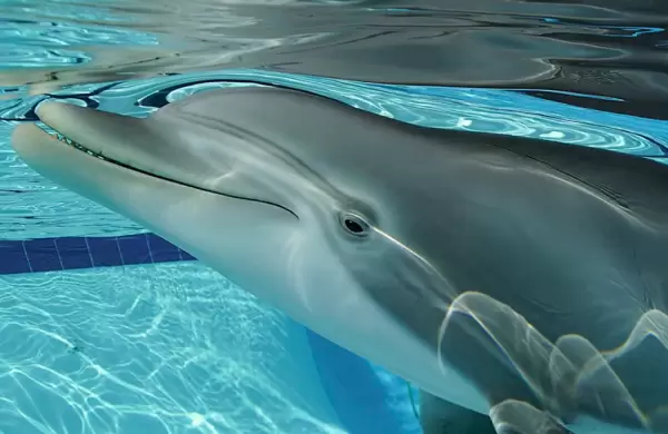 Fabrican un delfn robot que podra reemplazar a los reales en los parques acuticos