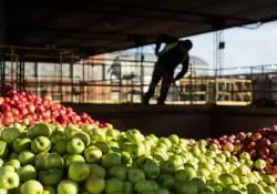 Latas y nuevos sabores, las apuestas del negocio de la sidra que ya factura ms de $ 670 millones