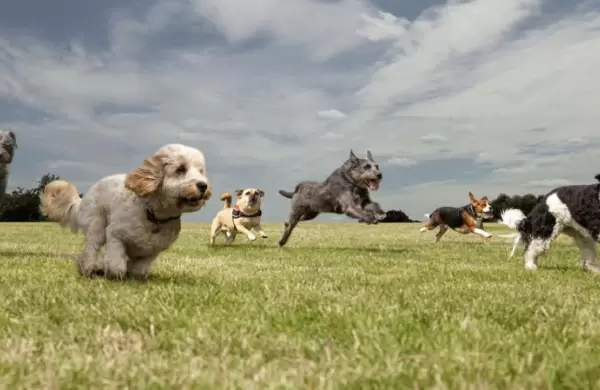 Petco sali a Bolsa: mordern los inversores?