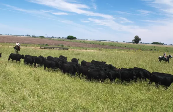 Cierre de ArreBeef: qué lugar ocupaba en el millonario negocio que protagonizan Swift y Coto
