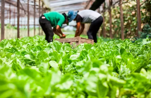 Agro: cunto ms paga el consumidor comparado lo que recibe el productor