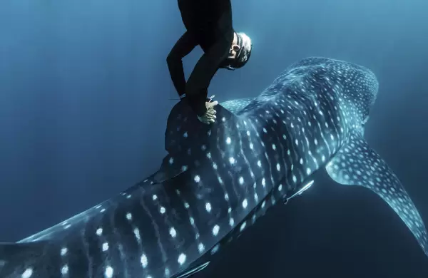 La vida secreta del tiburón ballena