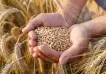 No todo es soja: el trigo trae más buenas noticias