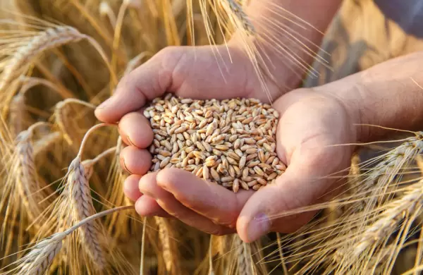 No todo es soja: el trigo trae más buenas noticias