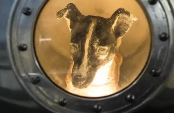 La extraordinaria razn por la que NASA enviar animales al espacio